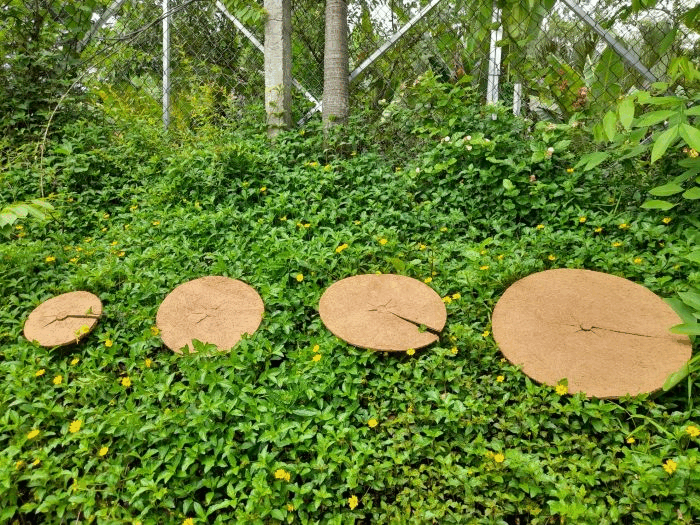 Sản Phẩm Xơ Dừa Tiến Thành - Công Ty Cổ Phần Cây Dây Leo Tiến Thành