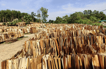 Ván ép Huy Sơn Thịnh - Công Ty TNHH Huy Sơn Thịnh